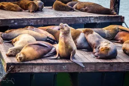 海狮们正在PIER 39的K码头休息.