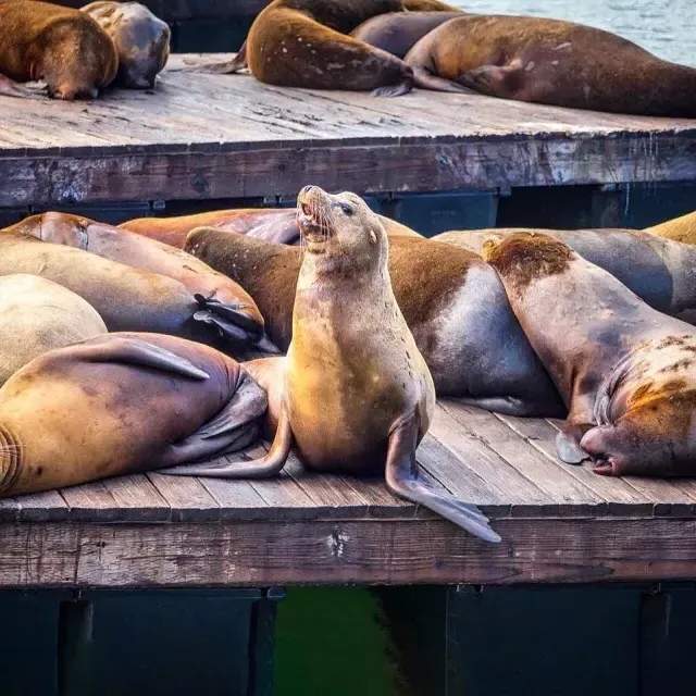 海狮们正在PIER 39的K码头休息.